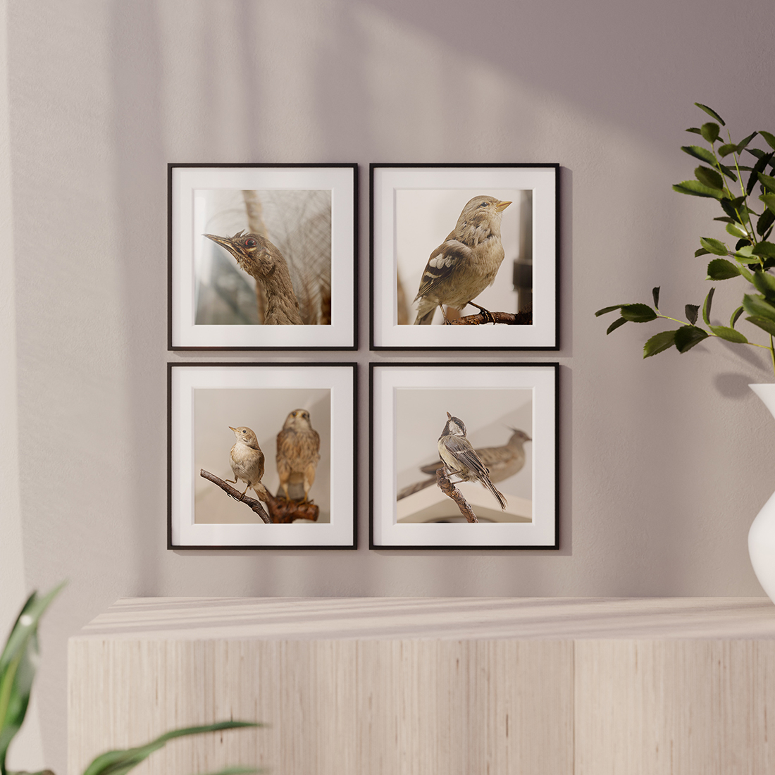 Cuatro cuadros con imágenes de pájaros del Museo Pedagógico de Ciencias Naturales de Valladolid